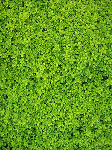 Green Petaled Flower thumbnail