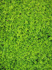 green leaf plants thumbnail