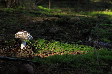 gray mushroom on grass thumbnail