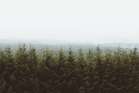 aerial shot of pine tress at daytime thumbnail