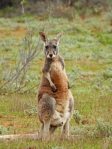 brown kangaroo standing on green grass field thumbnail