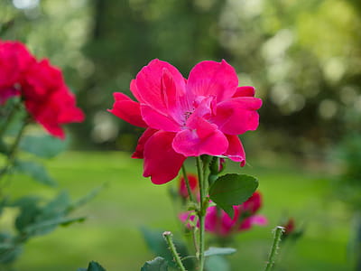 A closeup of a pink rose in a rose garden thumbnail