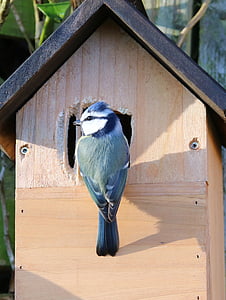 bird perched on birdhouse thumbnail