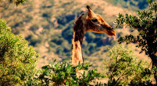 brown giraffe near green leaf tree at daytime thumbnail