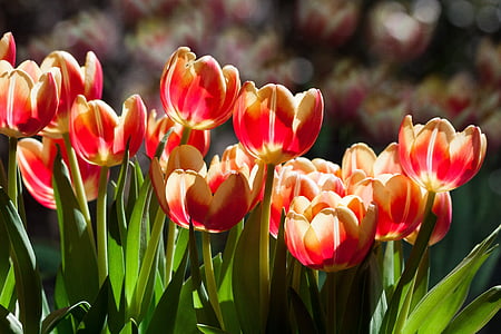 close up photography of pink-and-white petaled flowers thumbnail