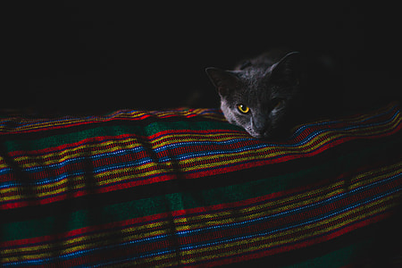 gray cat with yellow eye thumbnail