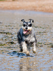 grey and black miniature schnauzer thumbnail