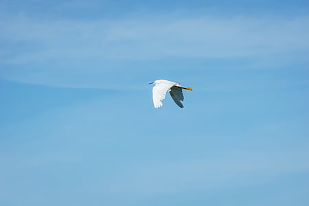 white bird flying under blue sky thumbnail