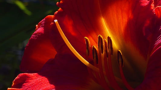 Day lily flower parts macro during summer time in Rutgers Garden NJ USA thumbnail