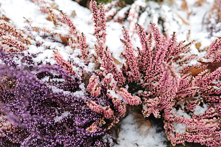pink and purple flowers thumbnail