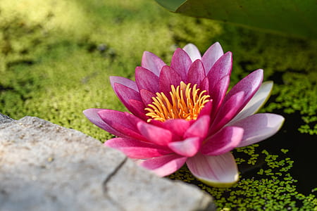 selective focus photography of lotus flower thumbnail