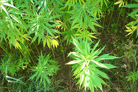 cannabis plant during daytime thumbnail