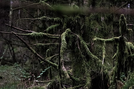 green leafed tree thumbnail