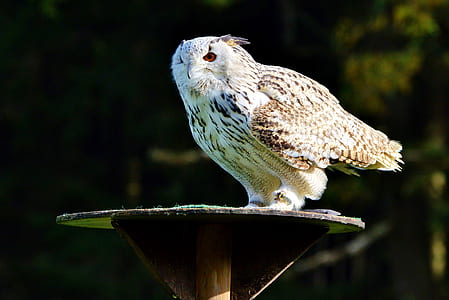 selective focus photography of owl on round brown table thumbnail