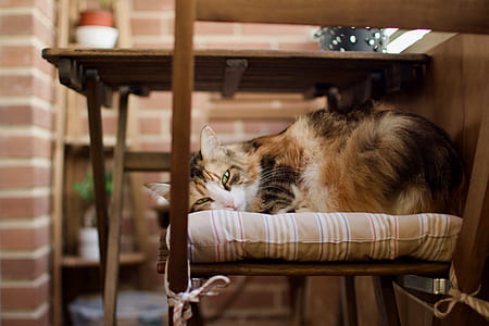 long-fur brown and black cat on padded chair thumbnail