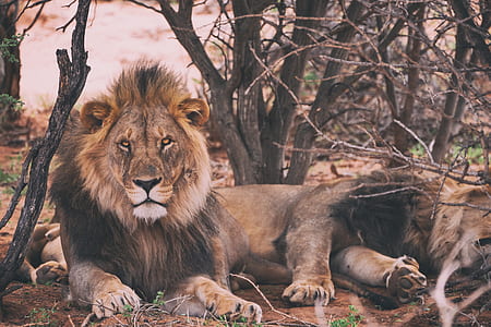 photo of lion laying beside trees thumbnail