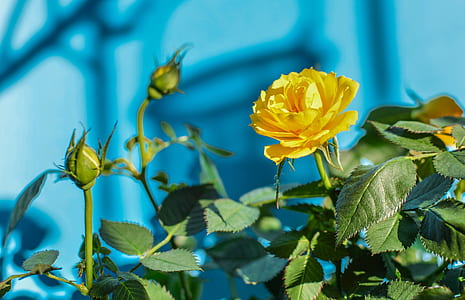 yellow rose flower thumbnail