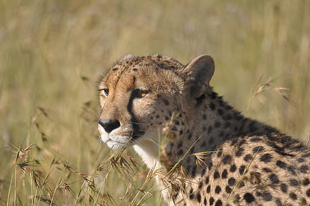 leopard on green grass at daytime thumbnail