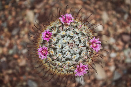 focus photography of pink flower thumbnail