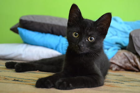 short-coated black cat thumbnail
