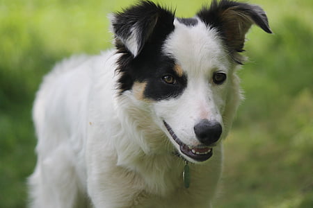 close up shallow focus photography of adult white border collie on grass field during day thumbnail
