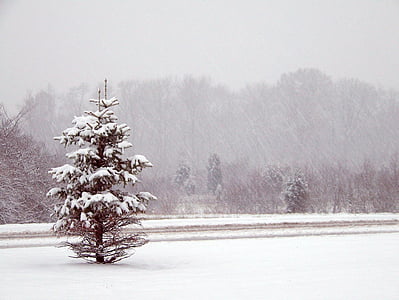 tree with snow during daytime thumbnail