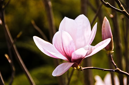 closeup photography of pink magnolia flower thumbnail