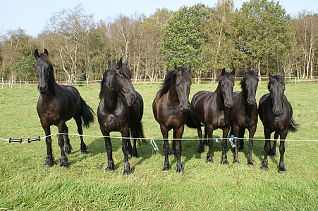 photo of six black horses near green trees during daytime thumbnail