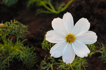 Selective Focus Photography of White Cosmos Flower thumbnail