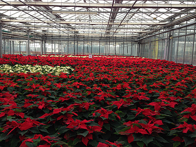 shade of red petaled flowers thumbnail