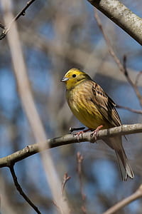 selective focus photography of bird perching on branch thumbnail