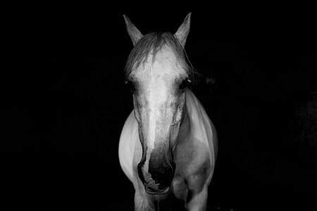 photograph of white horse thumbnail