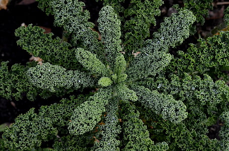 kale, krauskohl, kohl, green, garden, vegetables thumbnail