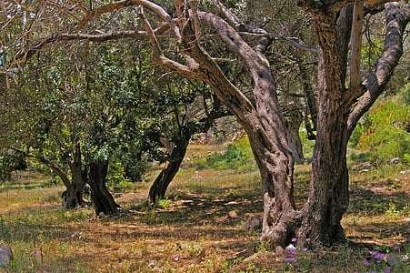 green leafed trees thumbnail
