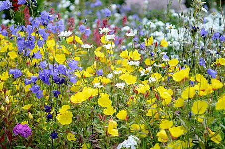 bed of flowers thumbnail