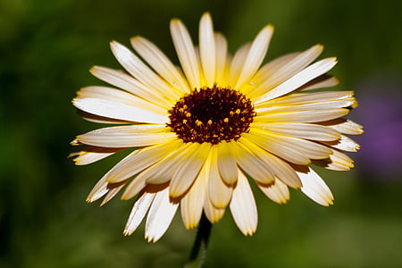 selective focus photography of white daisy flower thumbnail