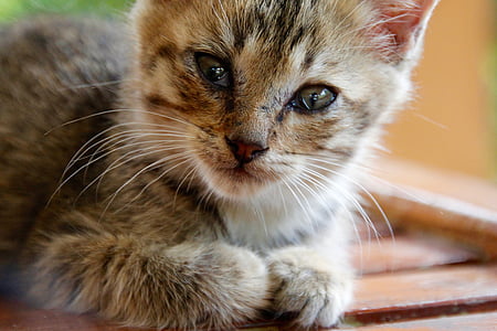 close-up photo of gray and black kitten thumbnail