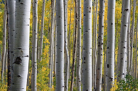 gray trees thumbnail