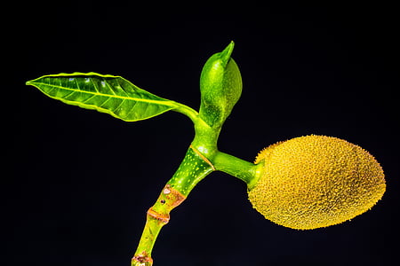jack fruit photo thumbnail