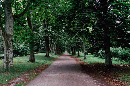 Parkway on Ruegen,Germany thumbnail