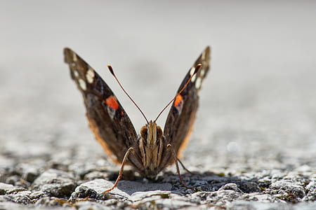 butterfly on rocks thumbnail