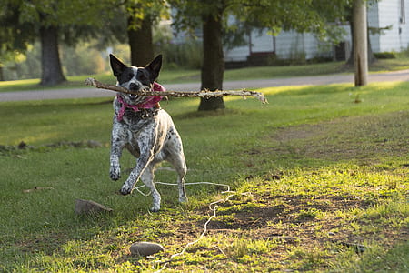 dog with stick on its mouth thumbnail