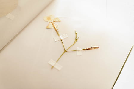 Dried White Flower Taped in Book thumbnail