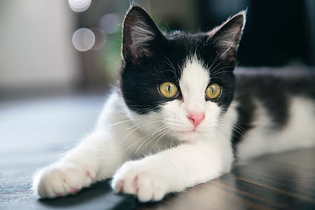 white and black cat lying on black floor thumbnail