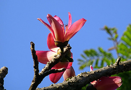 focus photography of red petaled flower under blue sky thumbnail