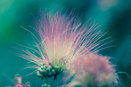 macro photo of pink Persian silk flowers thumbnail