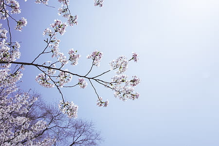 person showing white leafed tree during daytime thumbnail