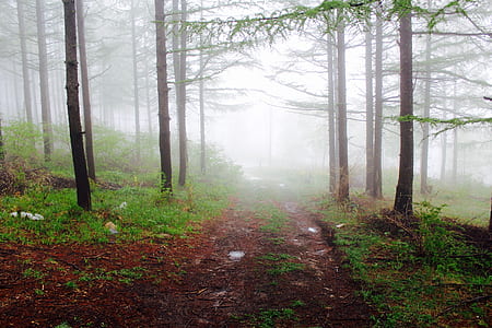 pathway between trees with fogs thumbnail