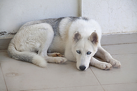 white and black Siberian husky laying on white tile thumbnail