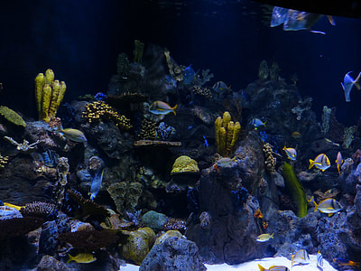 school of fish near coral reef thumbnail